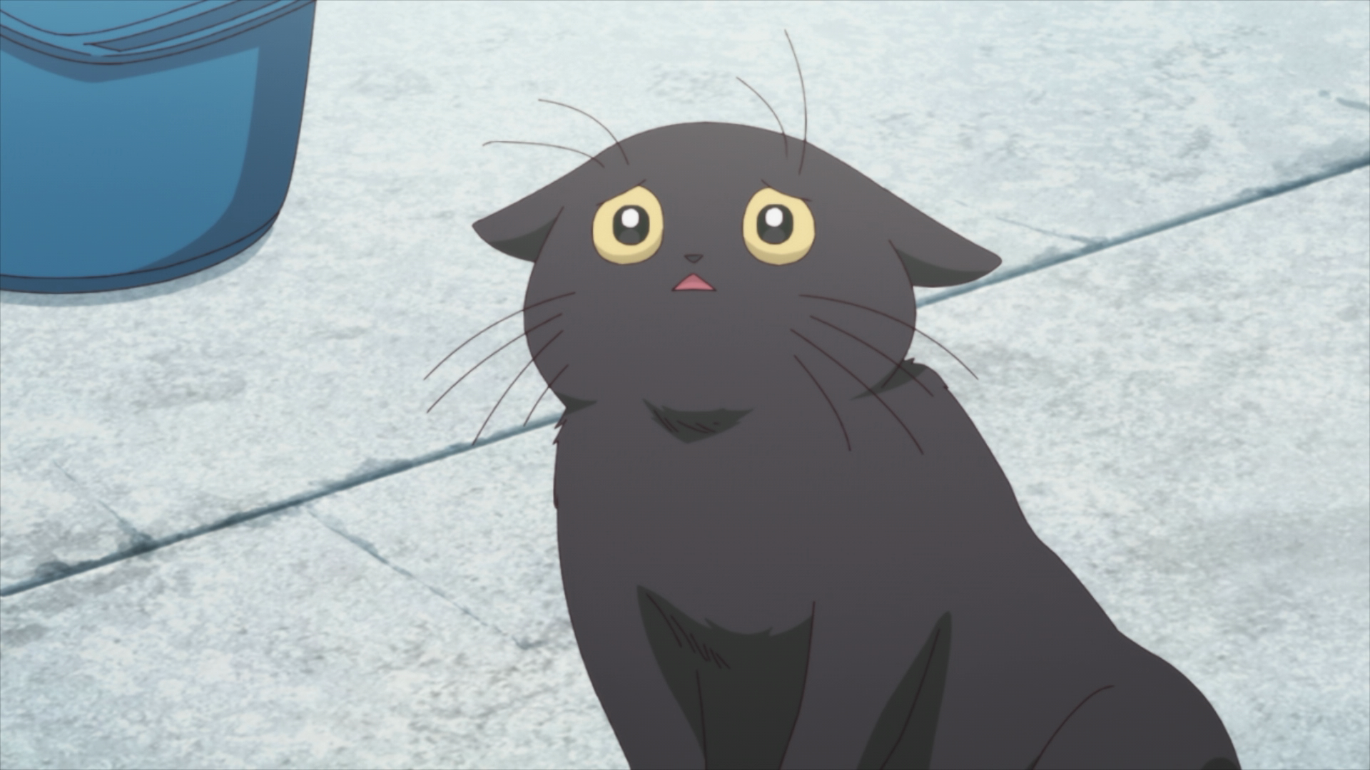 Uramichi Oniisan Episode 2 cat